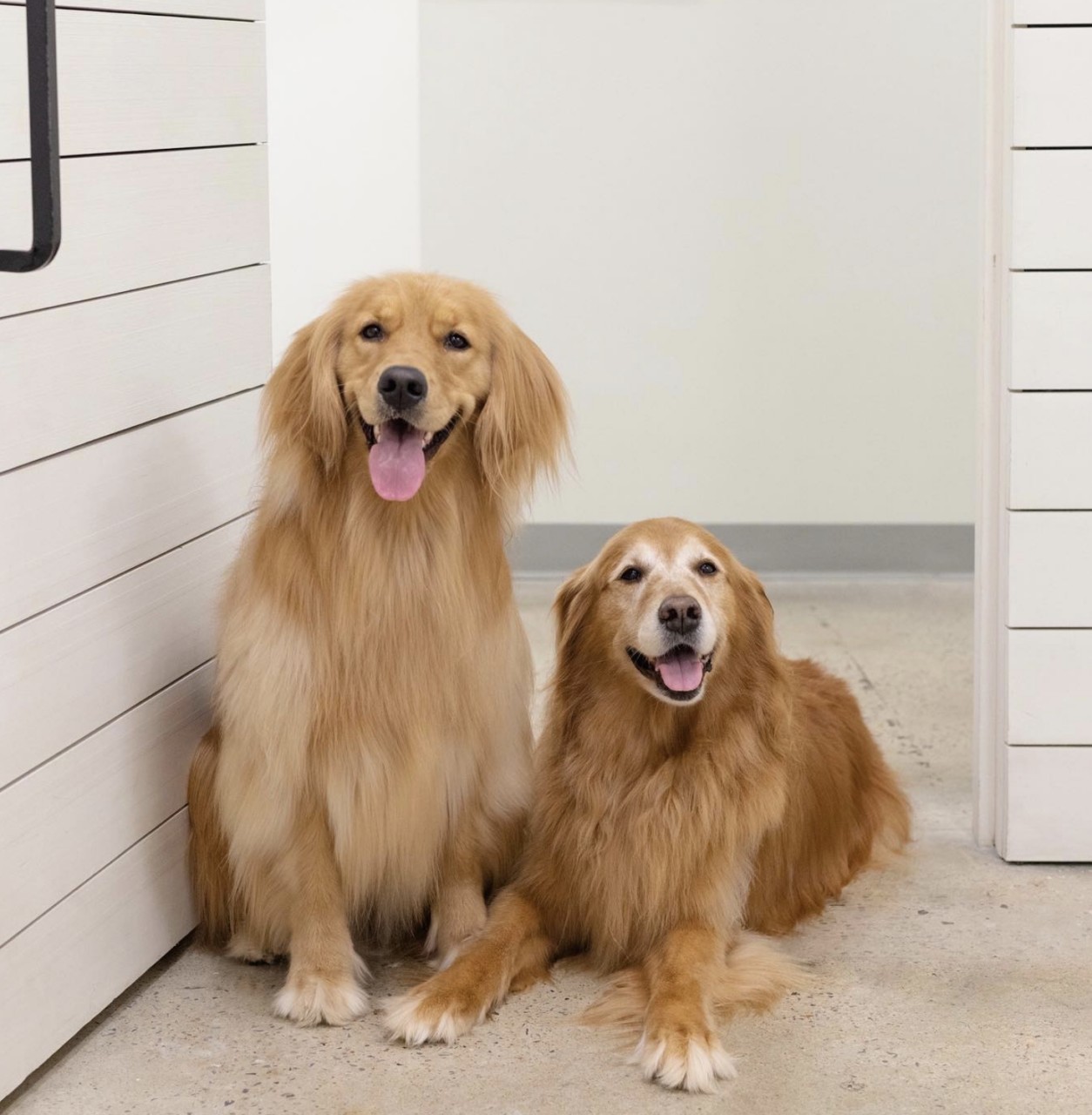 Two happy golden retrievers posing with their owner at a pet-friendly location in Birmingham, Alabama