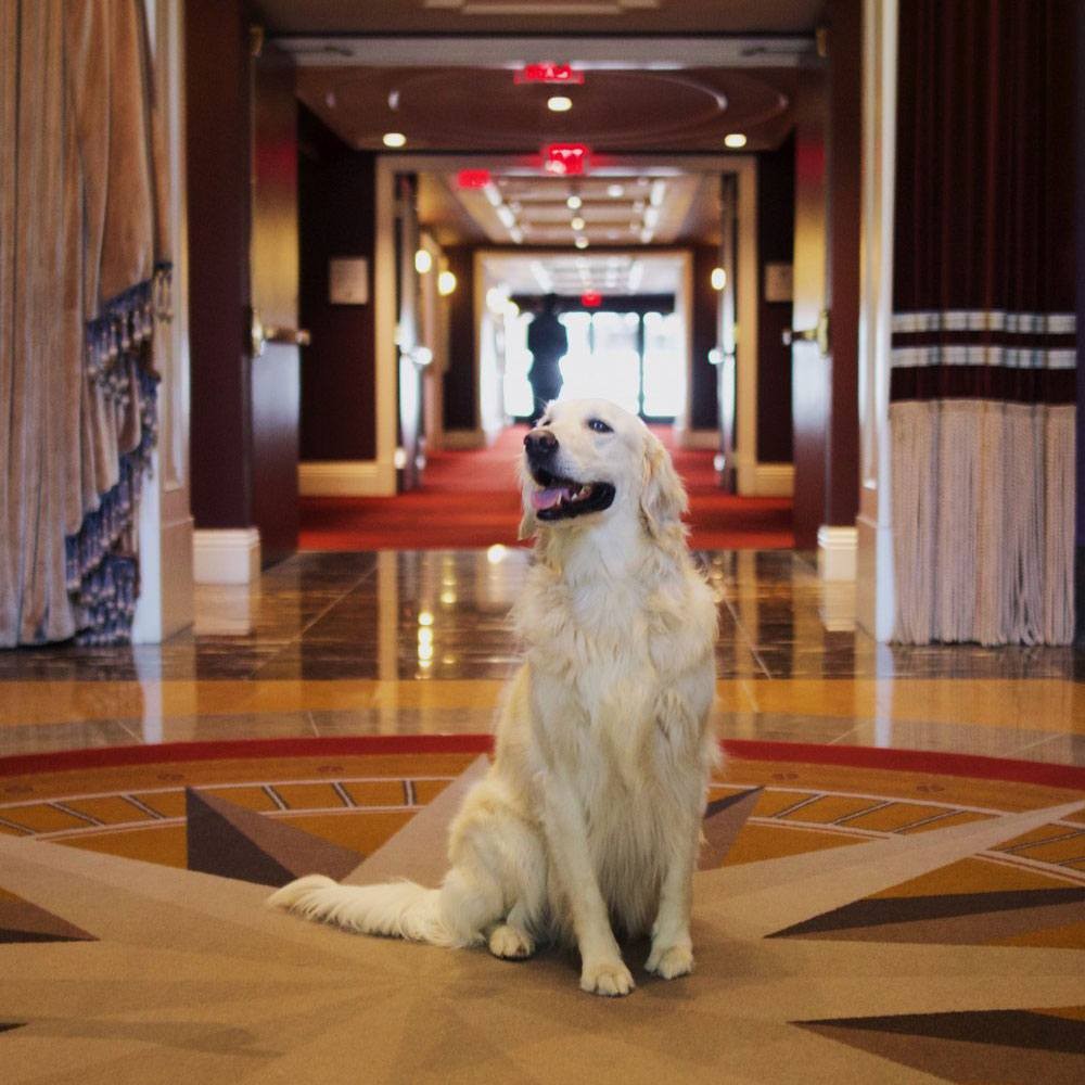 A stylish dog relaxing on a patterned rug in a hotel room at Hotel Monaco Philadelphia, highlighting pet-friendly accommodations.