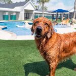 Dogs enjoying grooming service at Pet Paradise Odessa