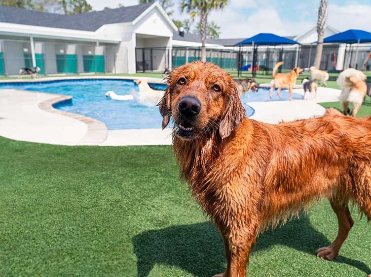 Dogs enjoying grooming service at Pet Paradise Odessa