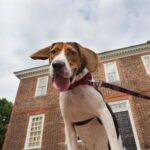 Dog standing proudly in front of the historic Wythe House in Colonial Williamsburg, Virginia.