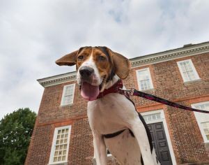 Dog standing proudly in front of the historic Wythe House in Colonial Williamsburg, Virginia.