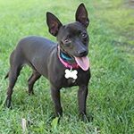 MaryKate, an adoptable dog at Irvine Pet Shelter