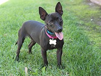 MaryKate, an adoptable dog at Irvine Pet Shelter