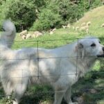 Great Pyrenees sheepdog, embodying strength and loyalty