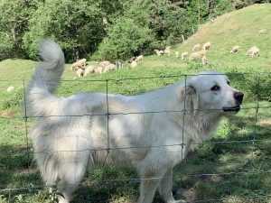 Great Pyrenees sheepdog, embodying strength and loyalty