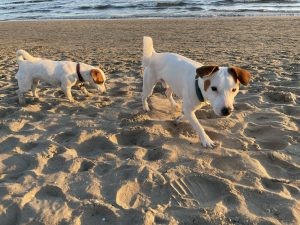 Two adorable white dogs, Luna and Palomo, enjoying a sunny day.