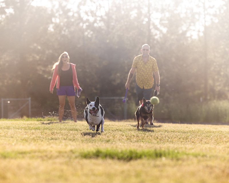 Bend Oregon off-leash dog parks offer joyful experiences for pets