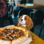 Dog at the table with pizza. Puppy Cavalier King Charles Spaniel in the cafe. Pet at city restaurant. Horizontal portrait