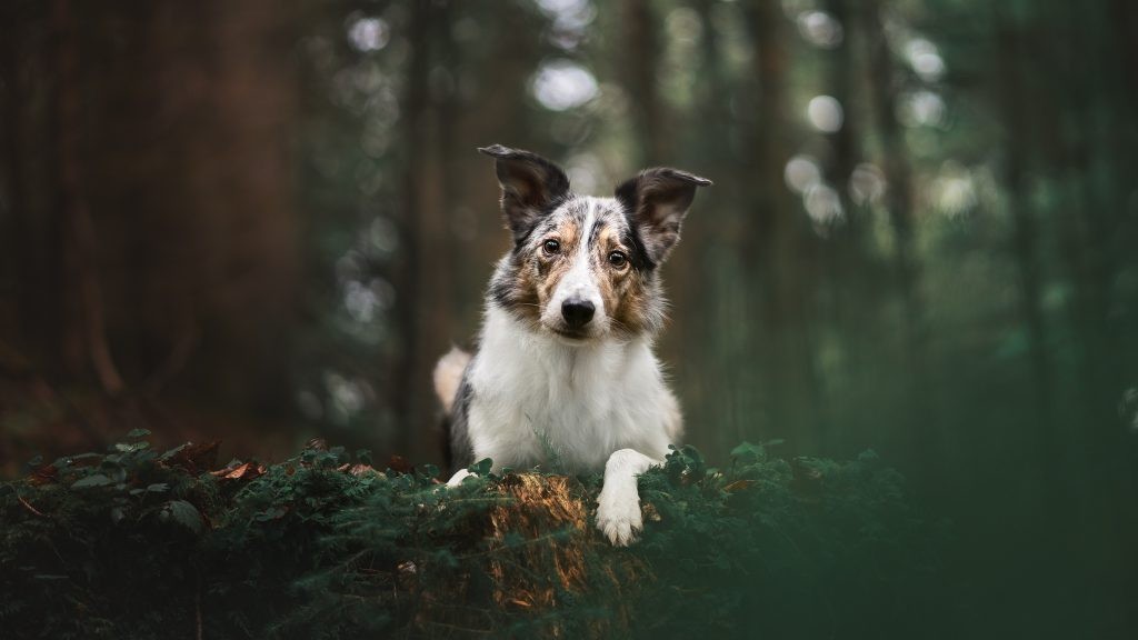 Golden Retriever puppy sitting in a field of green grass, taken with Sony 85mm f/1.8 lens