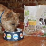 Duncan enjoying Freshpet Select, showing a healthy and happy dog