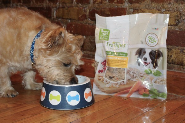 Duncan enjoying Freshpet Select, showing a healthy and happy dog