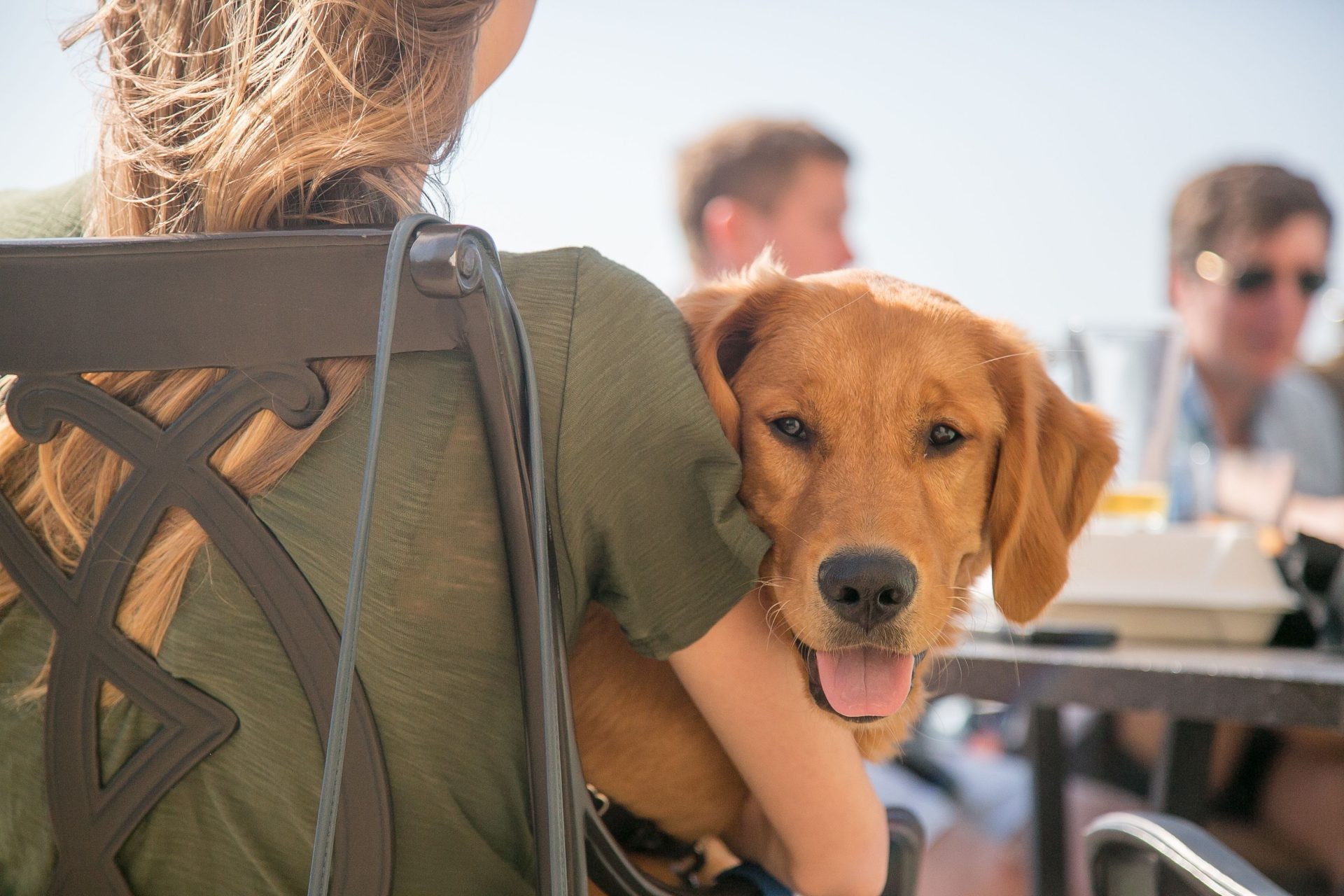 A well-behaved dog sits in a hotel setting at The Edgewater in Madison, WI.