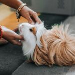 Woman holding a guinea pig, suggesting ease of care for low-maintenance pets.