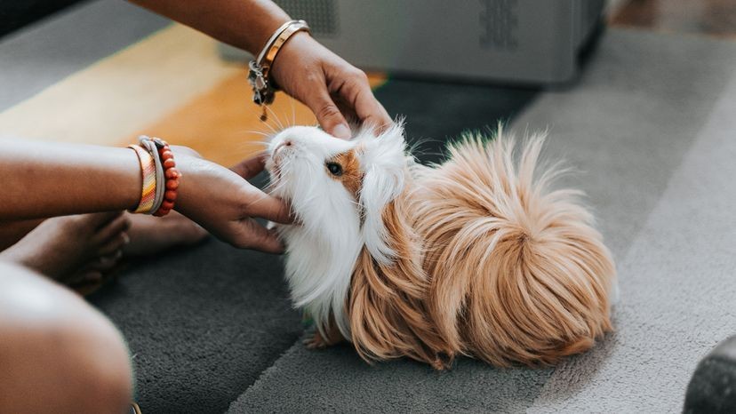 A person holding a guinea pig, representing low-maintenance pets.