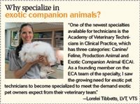 A veterinary professional holding a ferret, showcasing the care for exotic pets.