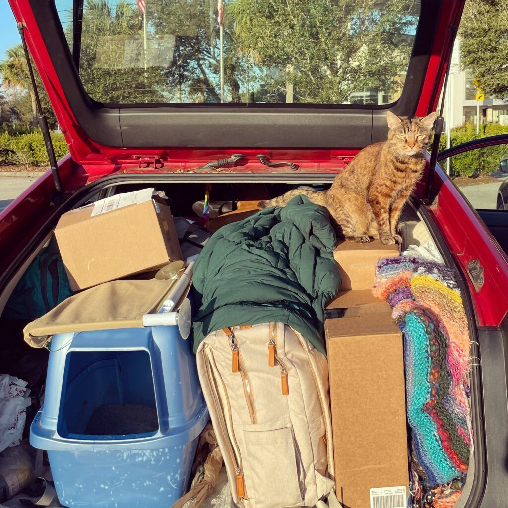 Cat on a road trip looking out the window