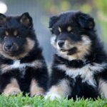 Two Finnish Lapphund puppies sitting side by side outdoors, showcasing their fluffy white and brown fur, in a sunny, natural setting.