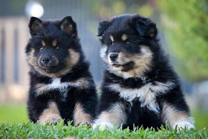 Two Finnish Lapphund puppies sitting side by side outdoors, showcasing their fluffy white and brown fur, in a sunny, natural setting.