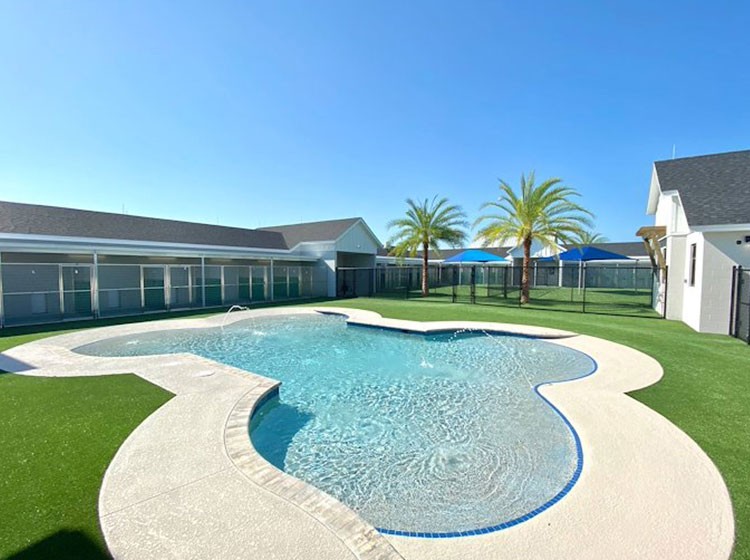 A dog relaxing in a spacious patio suite at Pet Paradise Fort Myers