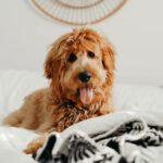 Happy dog enjoying pet-friendly hotel accommodations at Elwood Hotel & Suites in Lexington KY