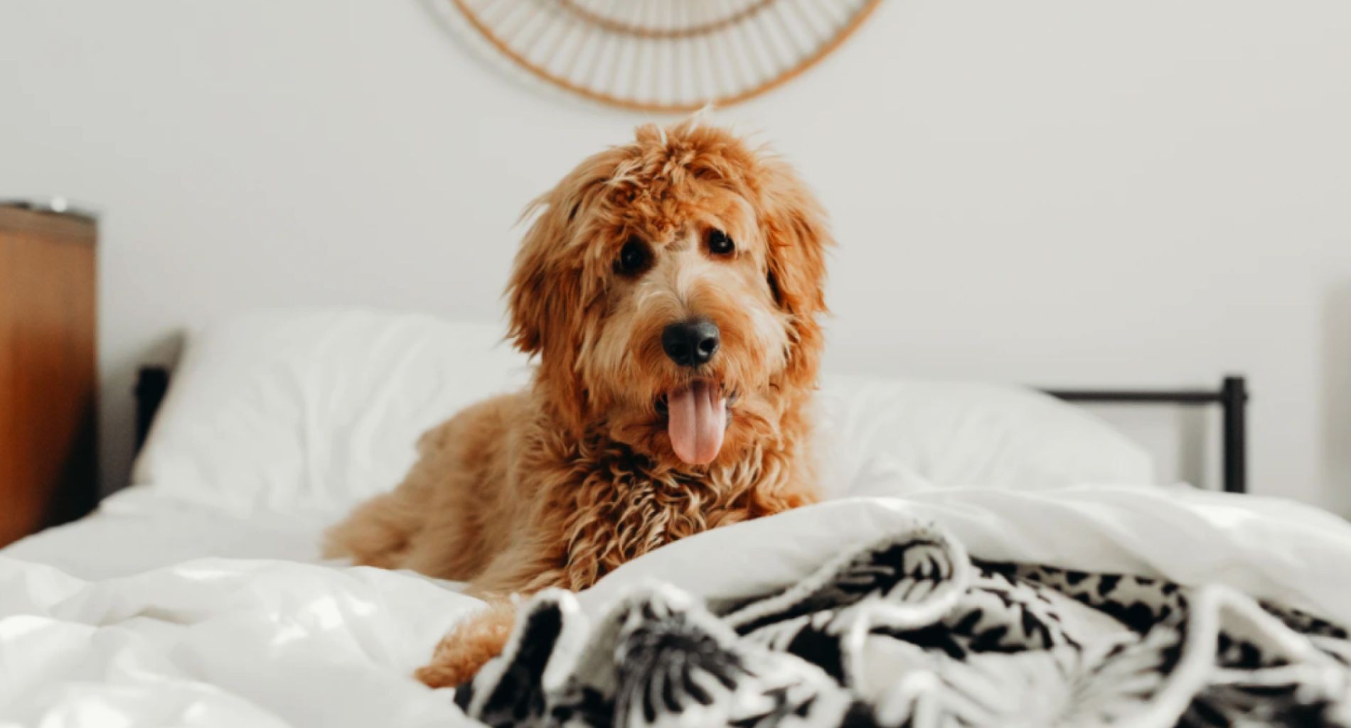 Happy dog enjoying pet-friendly hotel accommodations at Elwood Hotel & Suites in Lexington KY