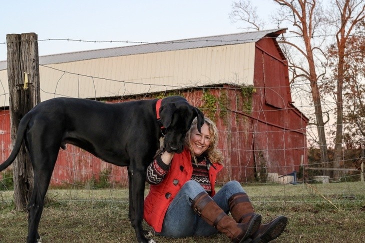 Great Dane standing next to a middle-aged woman outdoors on a farm.