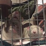 pet rat cage bar spacing