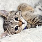 highland lynx kitten lying on its back atop a fluffy white blanket