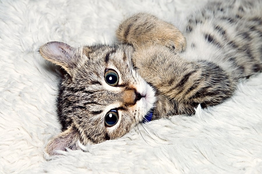 highland lynx kitten lying on its back atop a fluffy white blanket