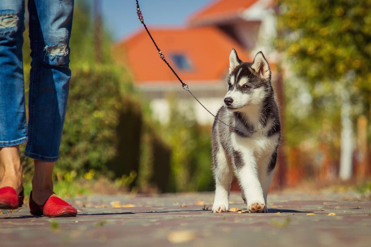 Siberian husky puppy out for walk