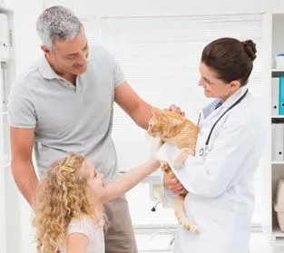 Cat on homepage of Harris Animal Hospital website