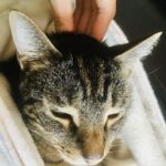 Image of gentle crab hand petting technique on cat's neck