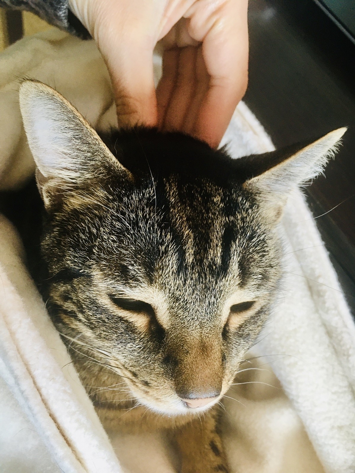 Image of gentle crab hand petting technique on cat's neck