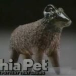 Chia Pet Commercial with Jingle