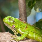 Iguana, a type of exotic pet needing specialized veterinary care, at our clinic.