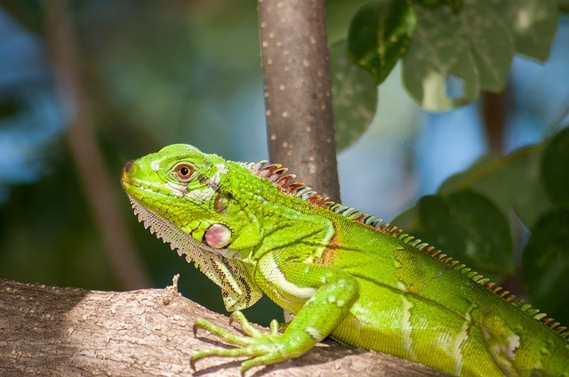 Iguana, a type of exotic pet needing specialized veterinary care, at our clinic.