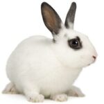 A white rabbit with brown spots sitting on grass