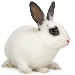 A white rabbit with brown spots sitting on grass