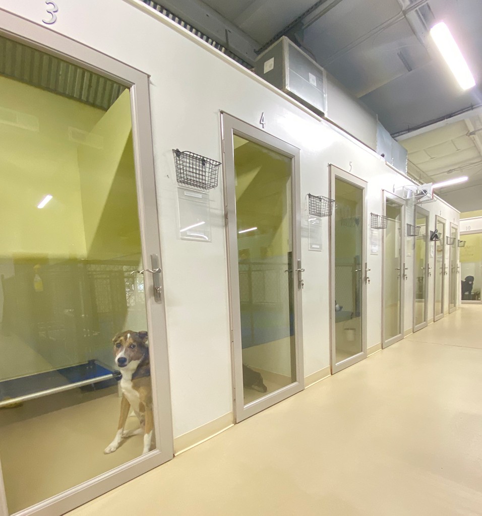 Dogs playing in a secure and shaded play yard at Pet Wagon dog boarding facility