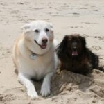 Dog friendly hotel Outer Banks beach access