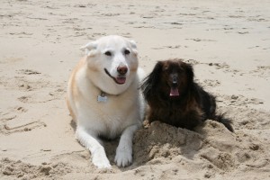 Dog friendly hotel Outer Banks beach access