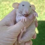 Close-up of baby rats being gently handled, emphasizing early socialization for ideal temperament