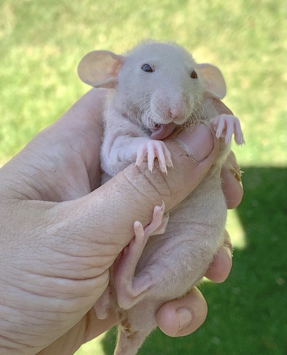 Close-up of baby rats being gently handled, emphasizing early socialization for ideal temperament