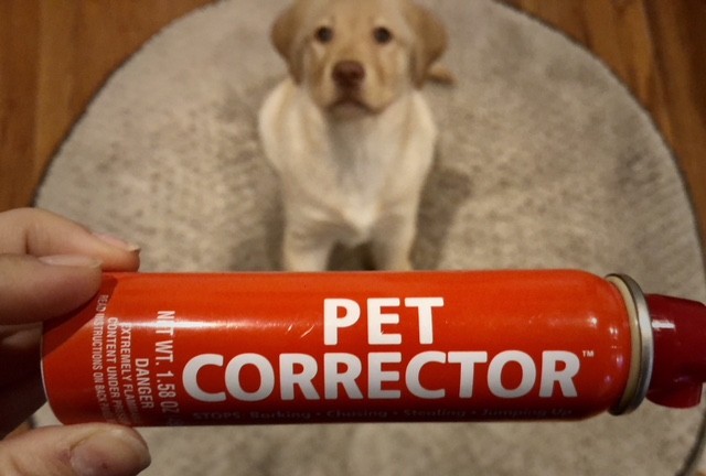 Hand holds up the Pet Corrector horizontally while yellow lab puppy stares into the camera in the background.