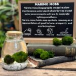 A close-up of vibrant green Marimo moss balls in a clear glass jar filled with water, showcasing their spherical shape and texture.