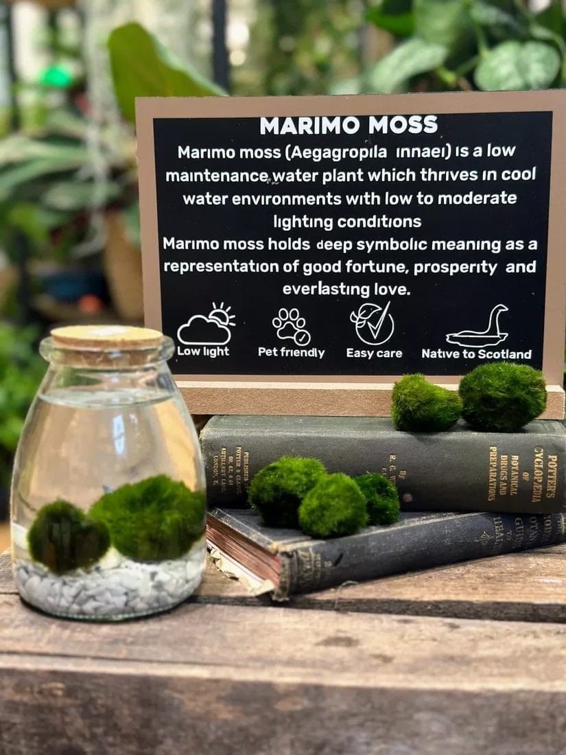 A close-up of vibrant green Marimo moss balls in a clear glass jar filled with water, showcasing their spherical shape and texture.