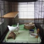 Indoor safe kennel for pigeons