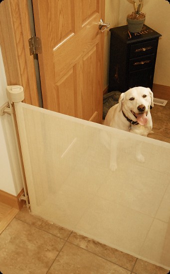 Happy dog safely contained behind a white retractable pet gate installed indoors, showcasing the ease of use and pet-friendly design of retractable gates.