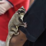 pet sugar glider in Broomfield, CO